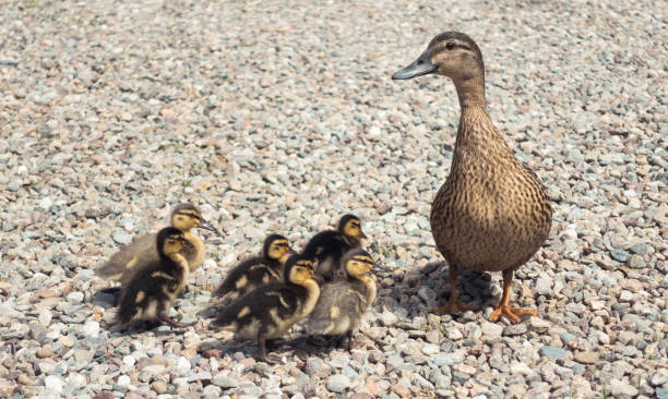 istock Mallard duck and group of ducklings 681849142