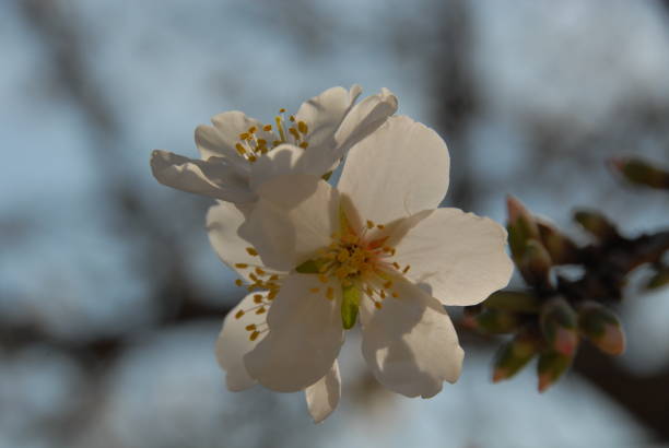 istock Almond blossom in Spain 681852120