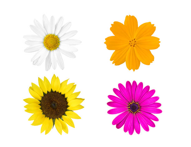 istock collection colorful flowers isolated on white background. 681852700
