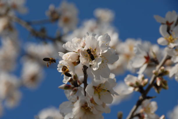 istock Almond blossom in Spain 681853532