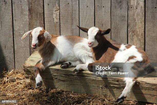 Animals Stock Photo - Download Image Now - Animal Themes, Goat, Horizontal