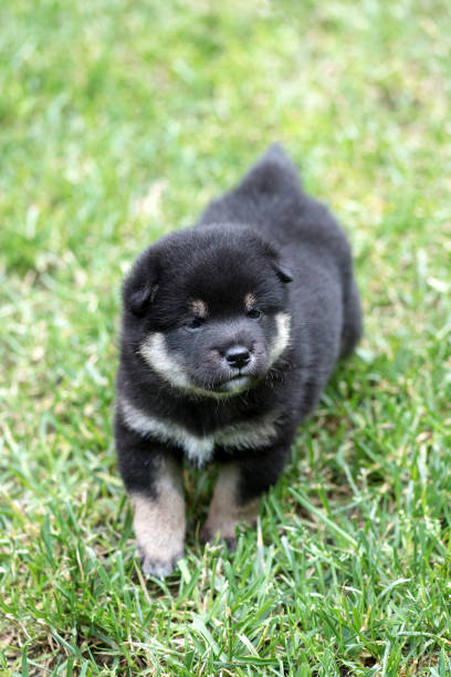 Cute tan shiba inu puppy on grass Cute tan colored shiba inu puppy dog on green grass shiba inu black and tan stock pictures, royalty-free photos & images