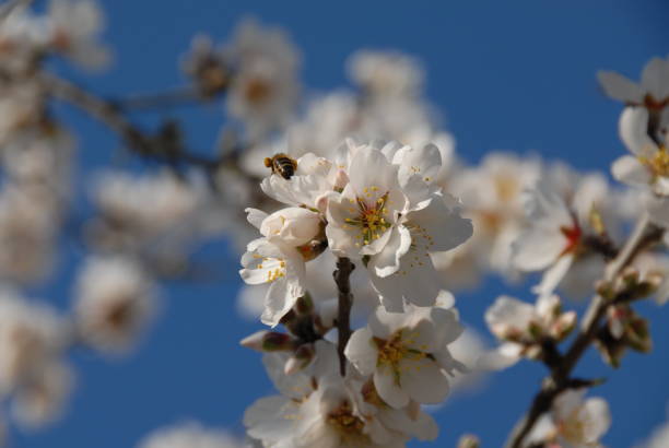 istock Almond blossom in Spain 681860560