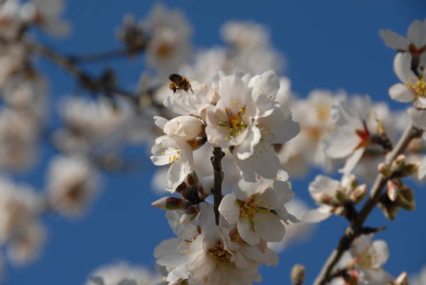 istock Almond blossom in Spain 681860746