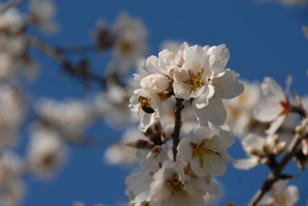 istock Almond blossom in Spain 681866538