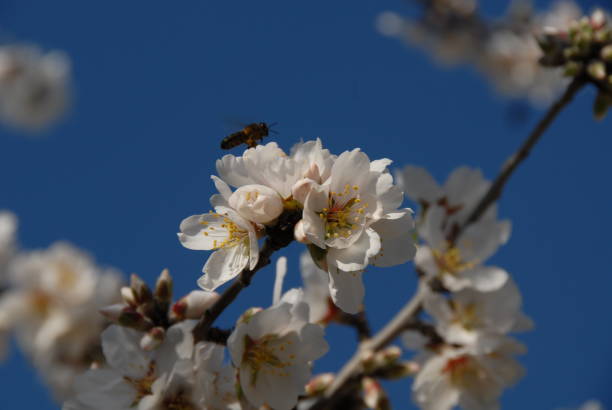 istock Almond blossom in Spain 681867296