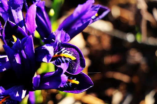 Early bloomer purple