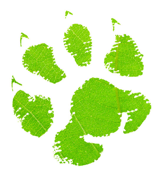 Green animal footprint with green leaf texture