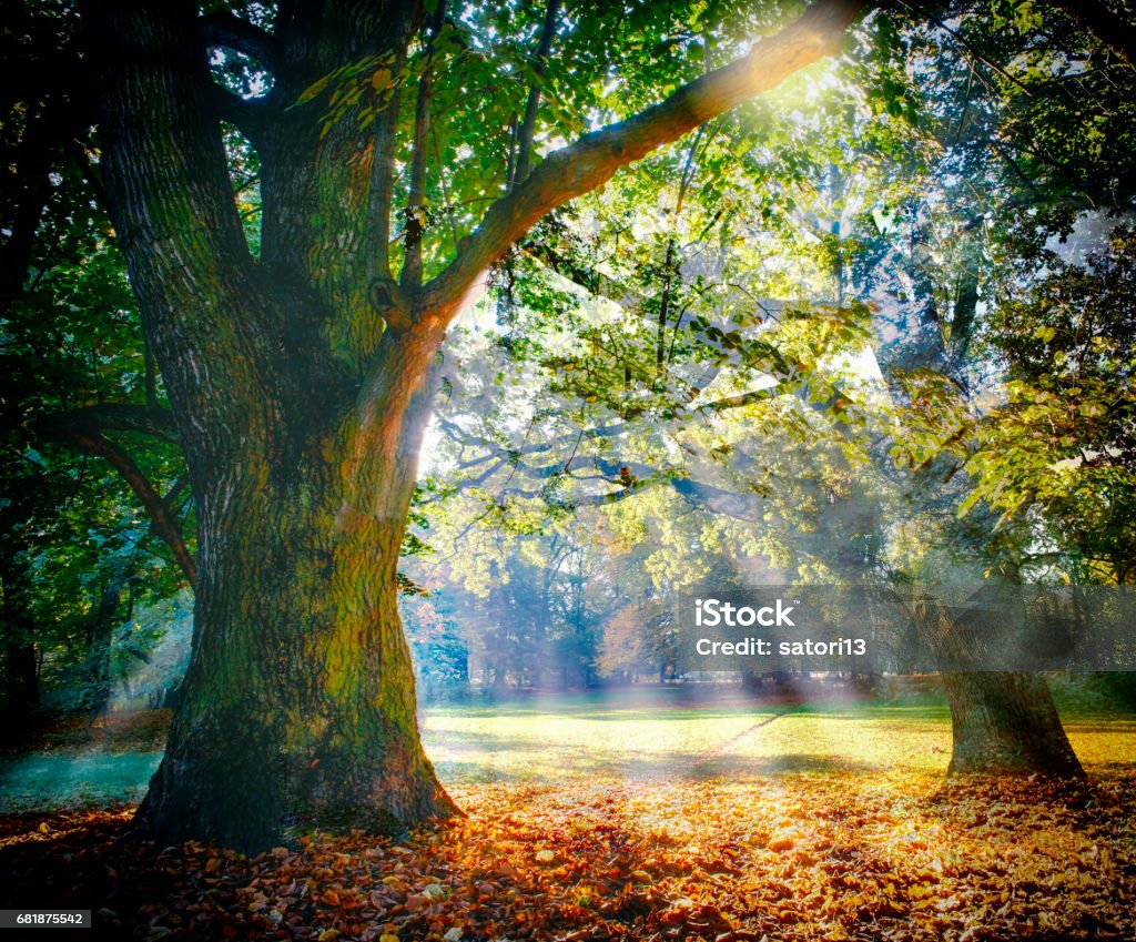 Solitary ancient oak with awesome sunbeams magnificent ancient oak in forest Oak Tree Stock Photo