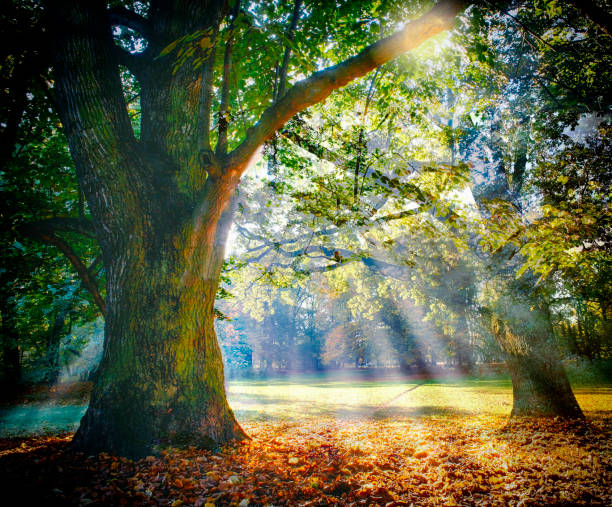 Solitary ancient oak with awesome sunbeams magnificent ancient oak in forest glade photos stock pictures, royalty-free photos & images