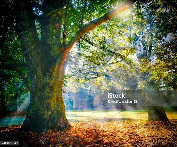 Solitary Ancient Oak With Awesome Sunbeams Stock Photo - Download Image Now - Oak Tree, Tree, Forest
