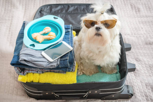 istock Dog sitting in the suitcase 681875846