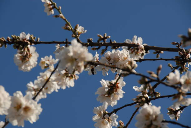 istock Almond blossom in Spain 681875890