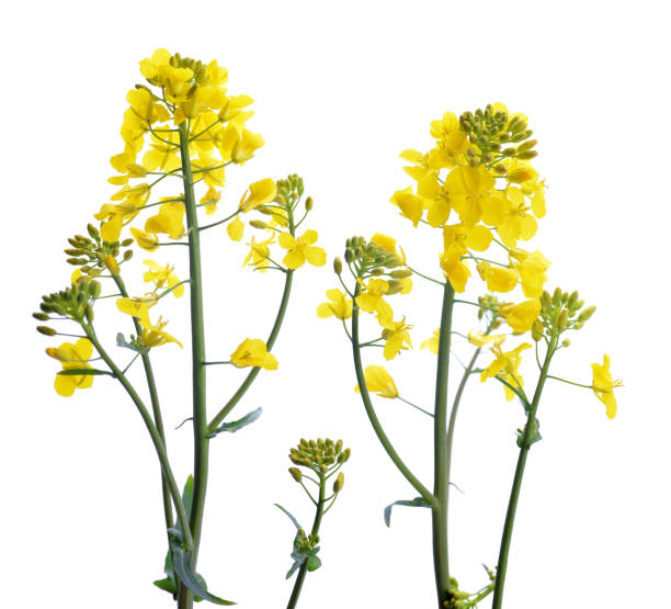 istock Flower of a rapeseed isolated on white background. 681876018