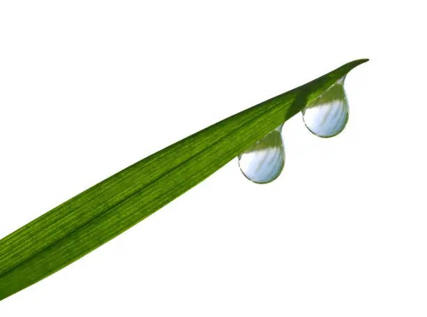 Photo of Fresh green spring grass with dew drops.