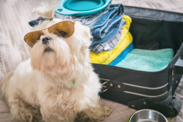 istock Dog sitting next to the suitcase 681876450