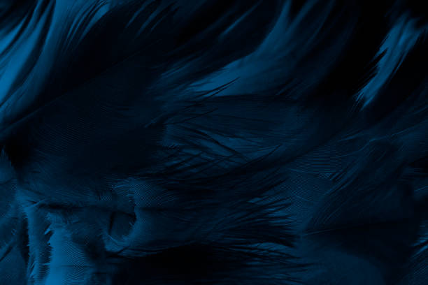 fundo preto azul do sumário da pena - animal hair animal bristle close up - fotografias e filmes do acervo