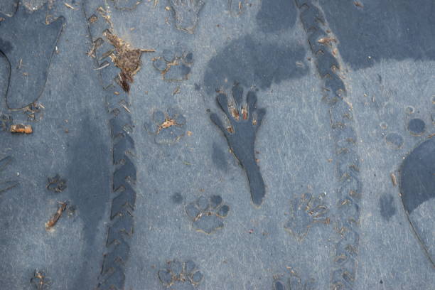 비버 발 프린트 - beaver animal track paw paw print 뉴스 사진 이미지