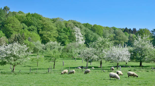 istock Springtime in Bergisches Land,Germany 681881912