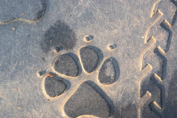 istock Puma paw print close-up 681882088