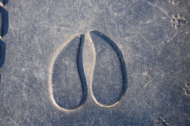 istock Deer hoof print 681882612