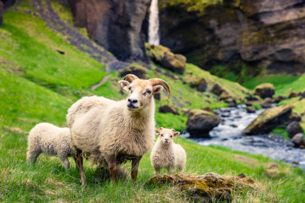 녹색 잔디밭에 두 마리의 아기를 안고 있는 염소. - icelandic sheep 뉴스 사진 이미지