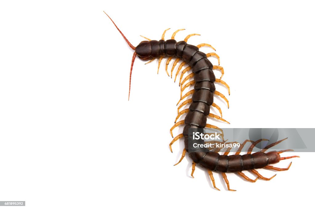Giant centipede Scolopendra subspinipes isolated on white background. Centipede Stock Photo