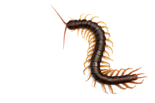 Giant centipede Scolopendra subspinipes isolated on white background. Giant centipede Scolopendra subspinipes isolated on white background. giant fictional character photos stock pictures, royalty-free photos & images
