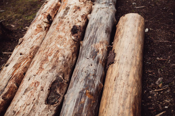 istock Pile of cut pine logs in the forest. 681896386
