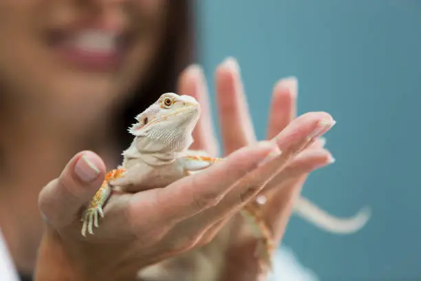 A female veterinarian specializing in reptiles, examining a bearded dragon, resting in the palm of her hand.