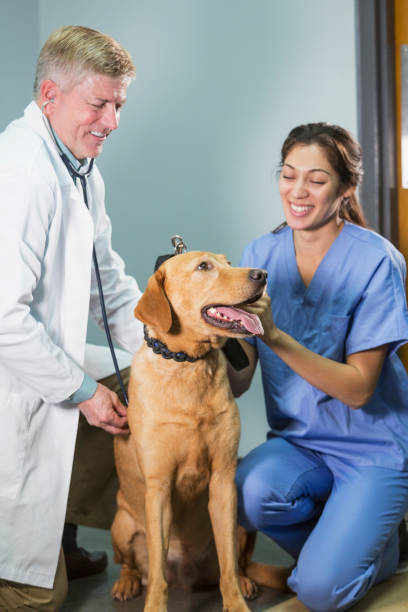 istock Vet and assistant examining dog with stethoscope 681898676