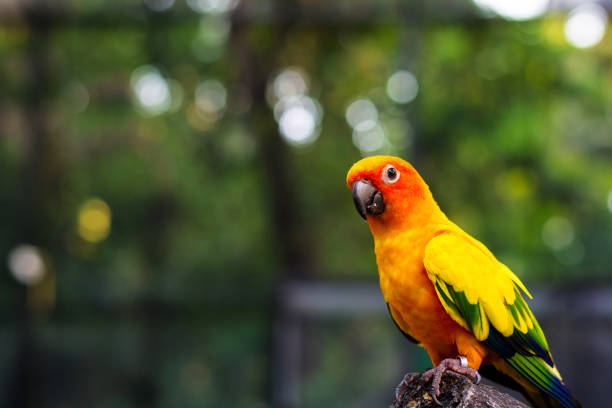 istock Parrot bird stand on trunk and looking 681899728