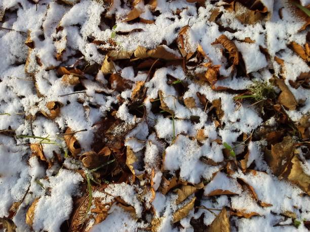 istock Snow on Autumnal Leaves 681899846