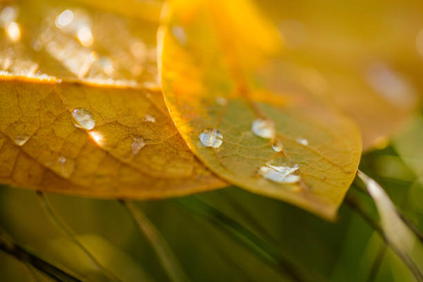 Rose leaf with rain drops