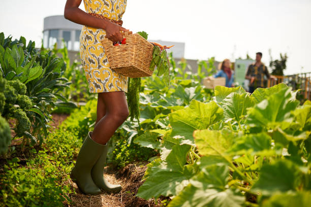 Friendly african american woman harvesting fresh vegetables from the rooftop greenhouse garden Leg details of black female gardener tending to organic crops at community garden and picking up a basket full of produce community vegetable garden stock pictures, royalty-free photos & images
