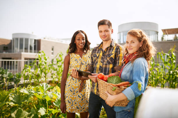 friendly team harvesting fresh vegetables from the rooftop greenhouse garden and planning harvest season on a digital tablet - environment homegrown produce canada north america imagens e fotografias de stock