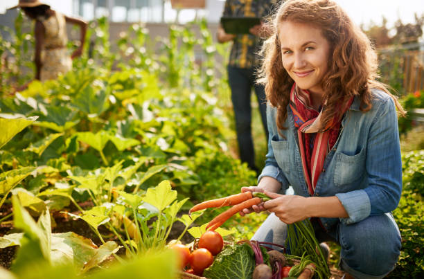 friendly team harvesting fresh vegetables from the rooftop greenhouse garden and planning harvest season on a digital tablet - environment homegrown produce canada north america imagens e fotografias de stock