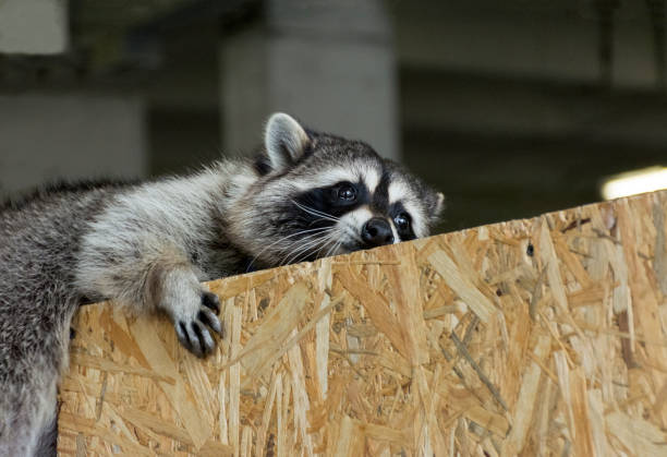 istock raccoon gargle with grey fur lying on the cage, sad 681903968