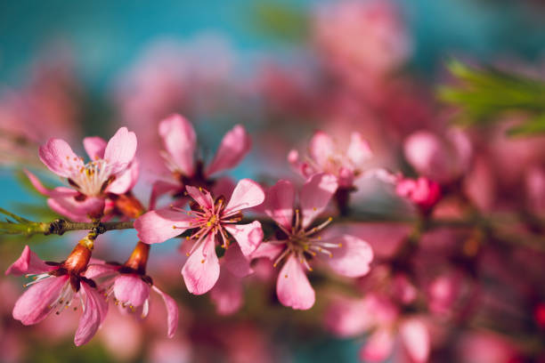 istock Spring flowering branches, pink flowers on a blue background 681904452
