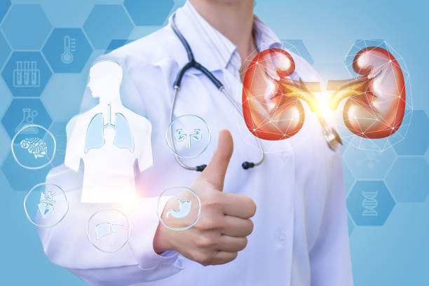 istock Doctor shows that your kidneys cured. 681906534