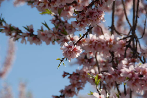 istock Almond blossom in Spain 681906550