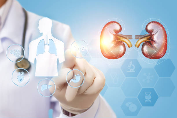 istock The doctor checks the kidney . 681906556