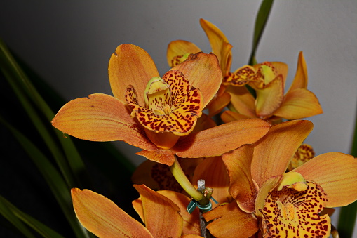 Beautiful cymbidium orchid, photographed in Joinville, Santa Catarina, Brazil, orange was photographed on 05/02/2016. The species was discovered by Olof Swartz in 1799. Its name derives from the Greek word κυμβός (kymbes), which means 