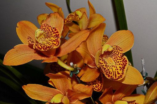 Beautiful cymbidium orchid, photographed in Joinville, Santa Catarina, Brazil, orange was photographed on 05/02/2016. The species was discovered by Olof Swartz in 1799. Its name derives from the Greek word κυμβός (kymbes), which means 