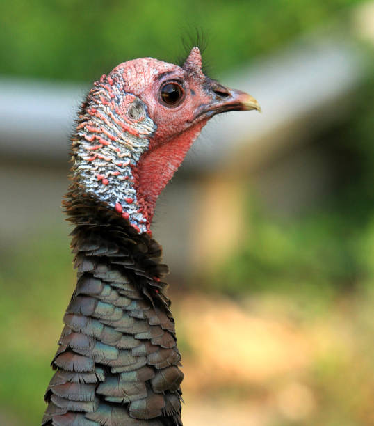 istock Wild Turkey in the garden 681907664