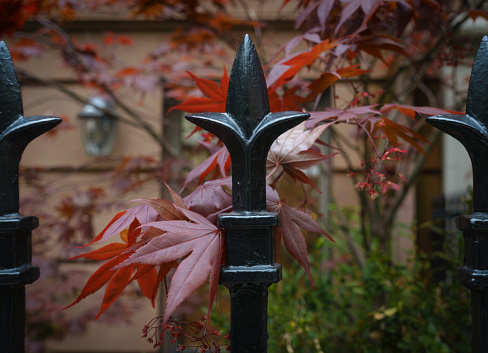 Black Iron Fence Finial with Japanese Maple Tree