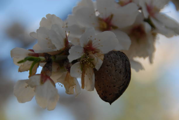 istock Almond blossom in Spain 681910362