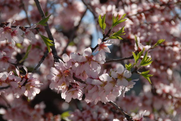 istock Almond blossom in Spain 681910374