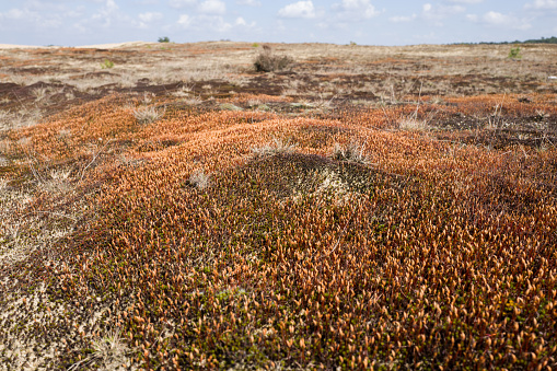 Ceratodon moss in the National Park Hoge Veluwe, Netherlands.