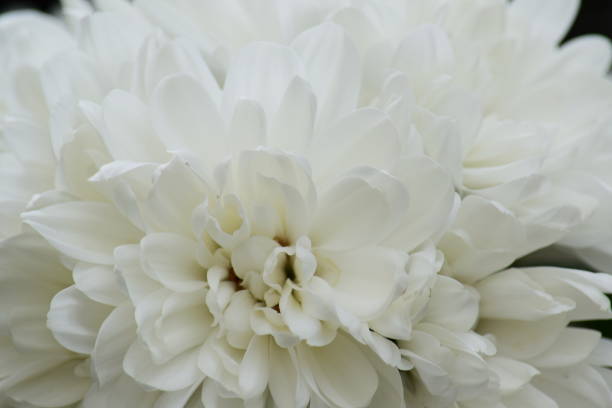 istock \white Chrysanthemum flower, close-up 681910894
